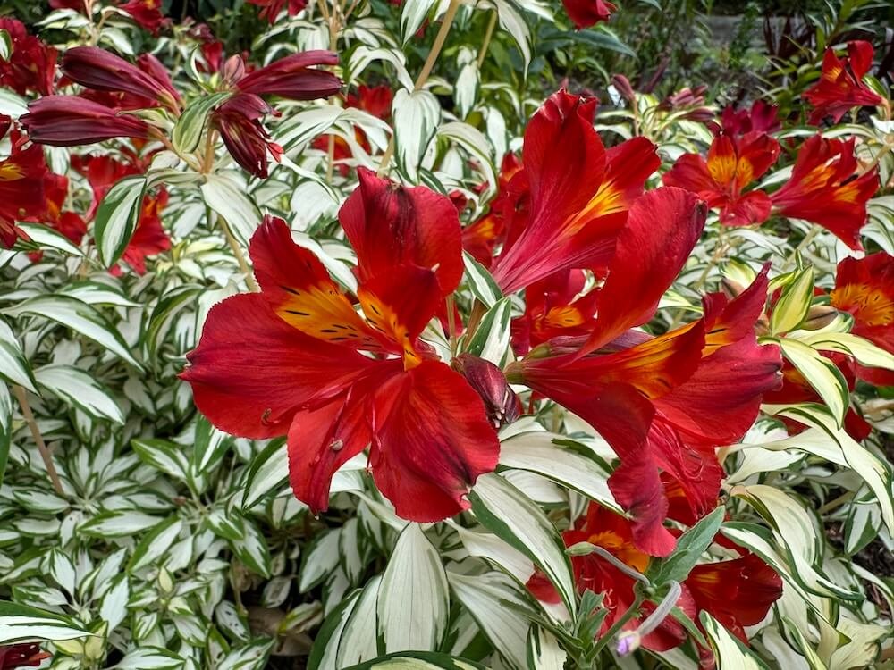 Alstroemeria x 'AlsDun01' (Rock & Roll Peruvian Lily) — Northwest